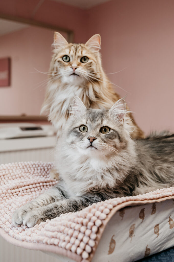 kattentrimsalon voorburg